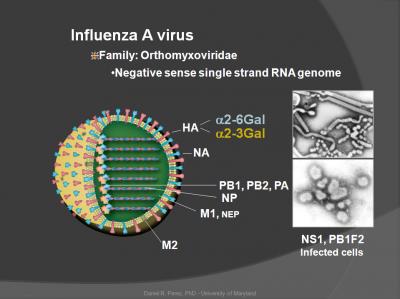 Influenza A Virus orthomyxoviridae ns1 pb1f2 negative sense single strand rna genome Influenza A Virus orthomyxoviridae ns1 pb1f2 negative sense single strand rna genome